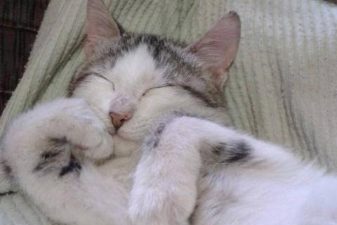 Meow felice